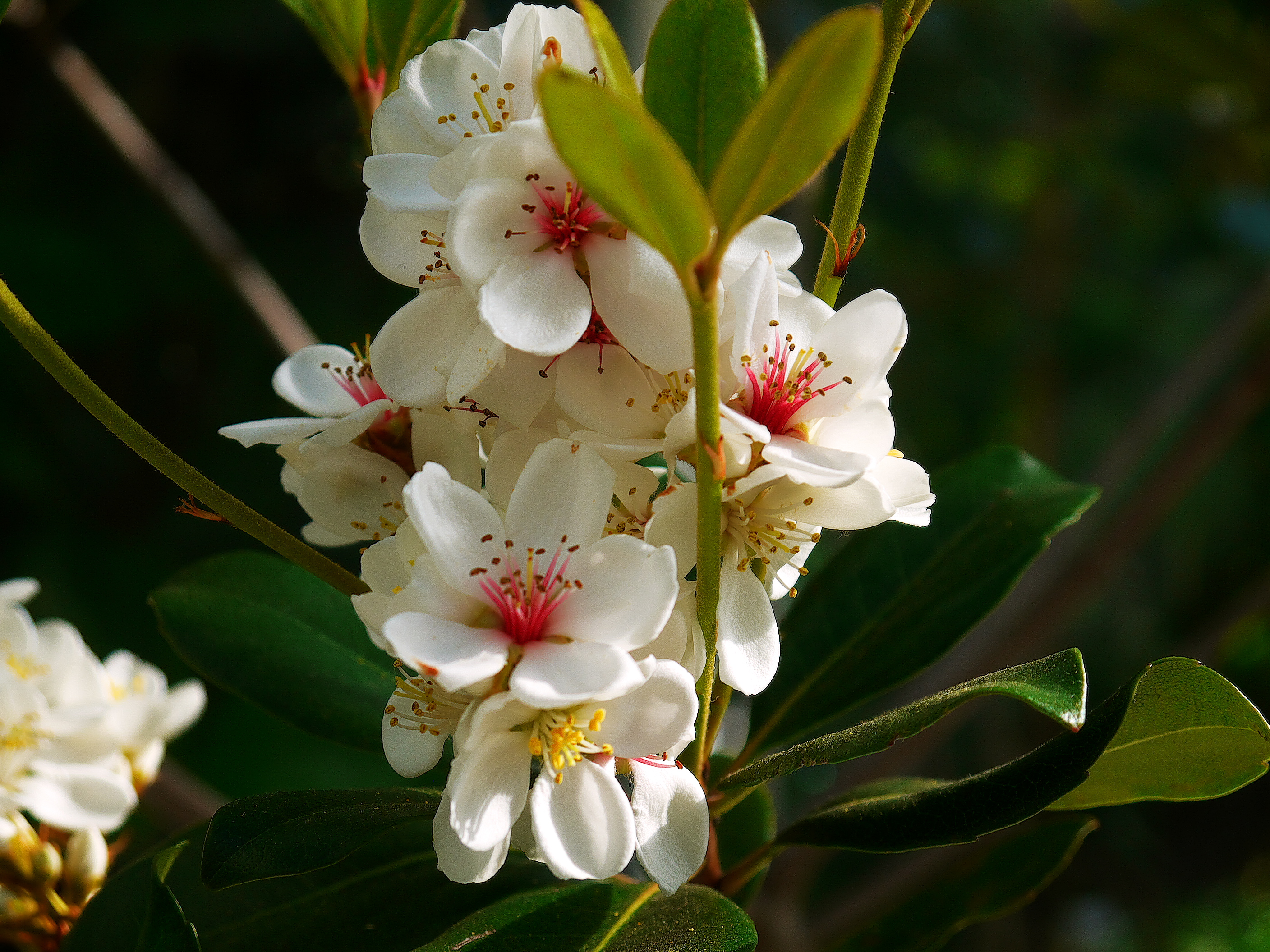 Blüten